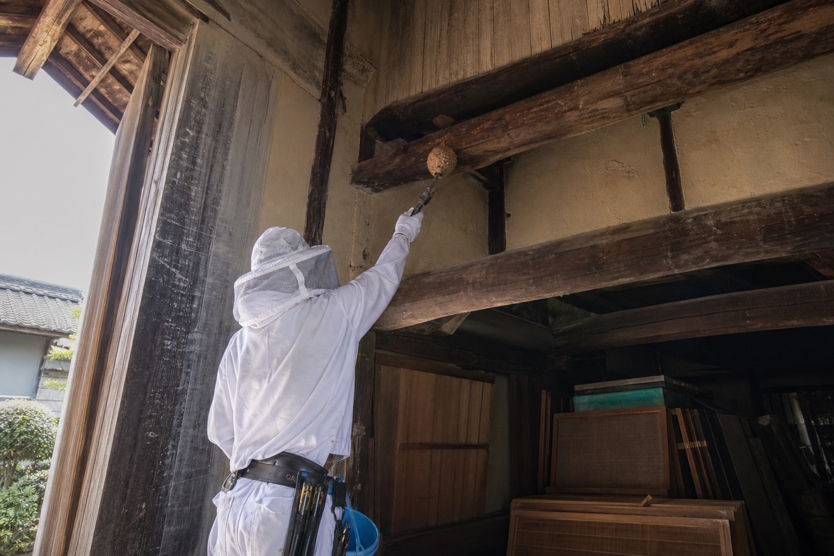 名古屋市南区笠寺の伝統家屋でオオスズメバチ駆除作業中