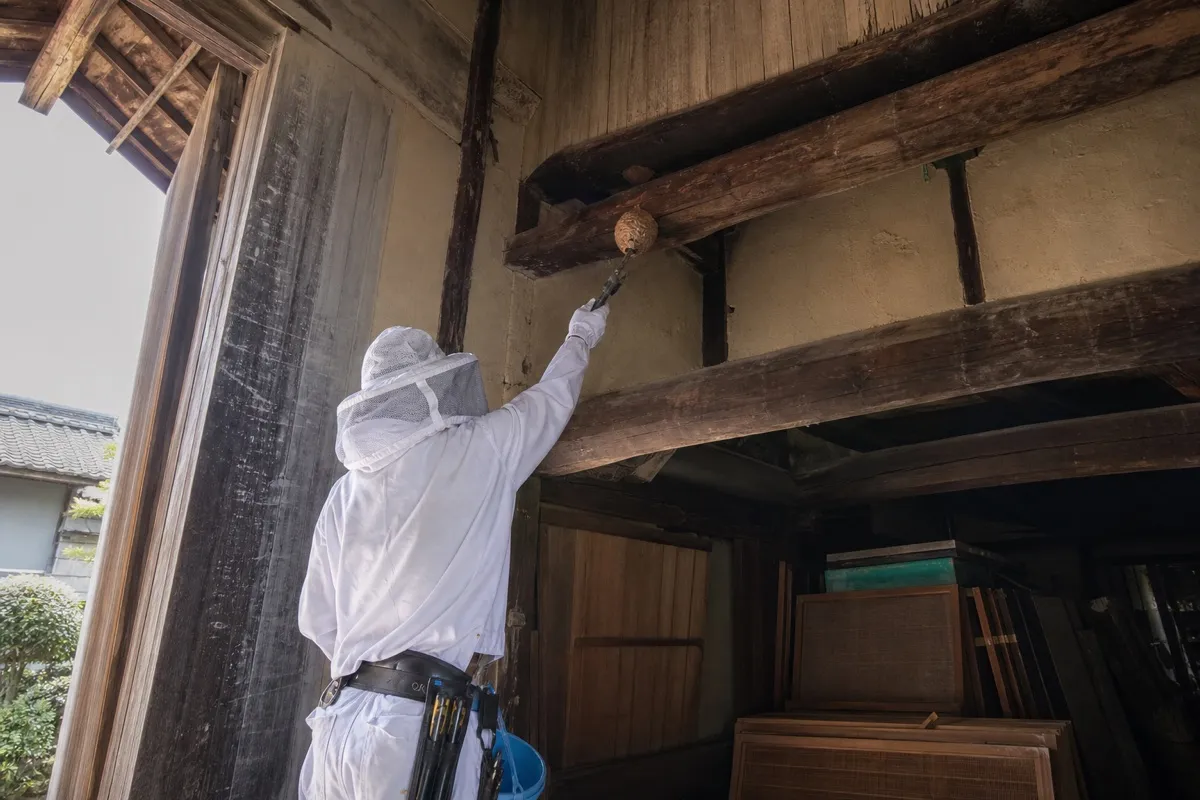 名古屋市南区笠寺の伝統家屋でオオスズメバチ駆除作業中