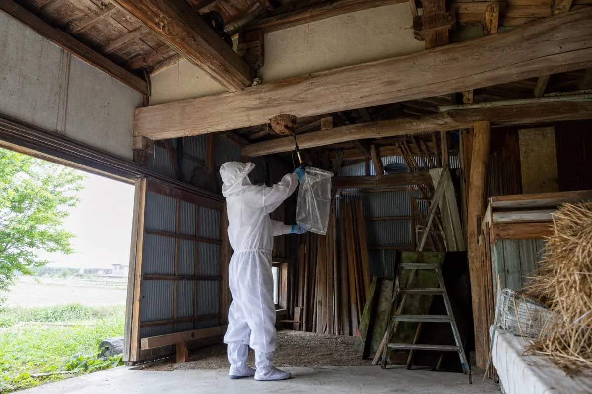 名古屋市南区鳥栖の田園農家納屋でオオスズメバチ駆除作業中
