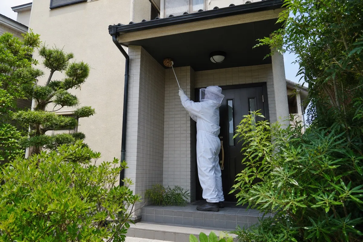 名古屋市南区柵下町の住宅街でキイロスズメバチ駆除作業中