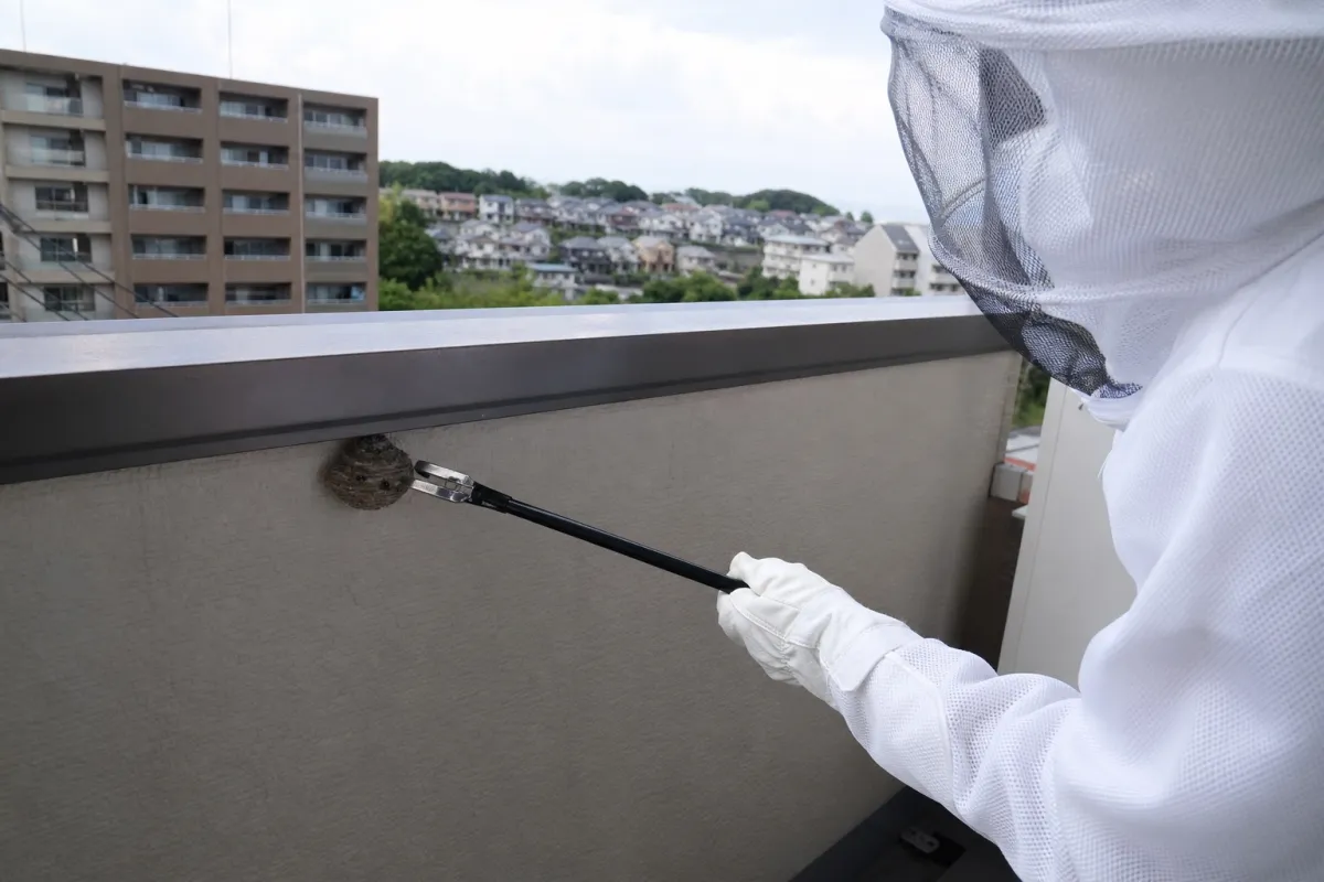 名古屋市南区本星崎町のアシナガバチ駆除作業中