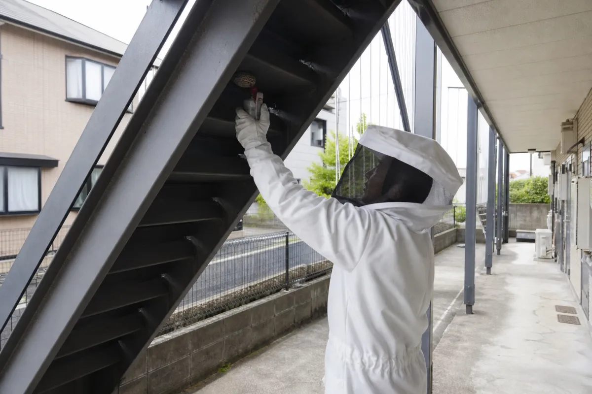 名古屋市南区要町のアシナガバチ駆除作業中