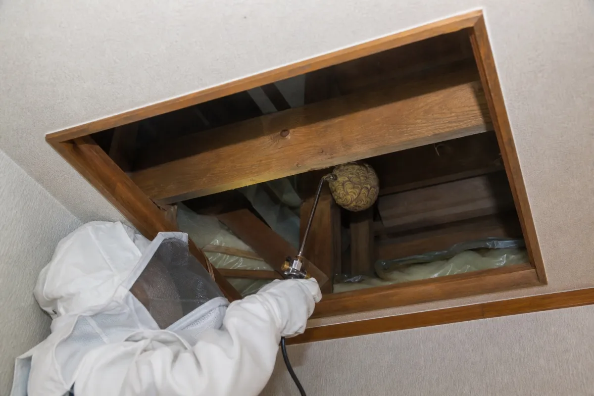 名古屋市南区大磯通のキイロスズメバチ駆除作業中