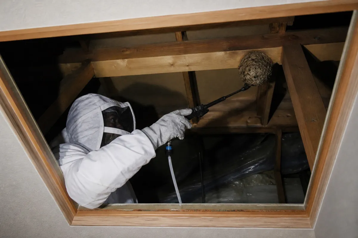 名古屋市南区赤坪町のキイロスズメバチ駆除作業中