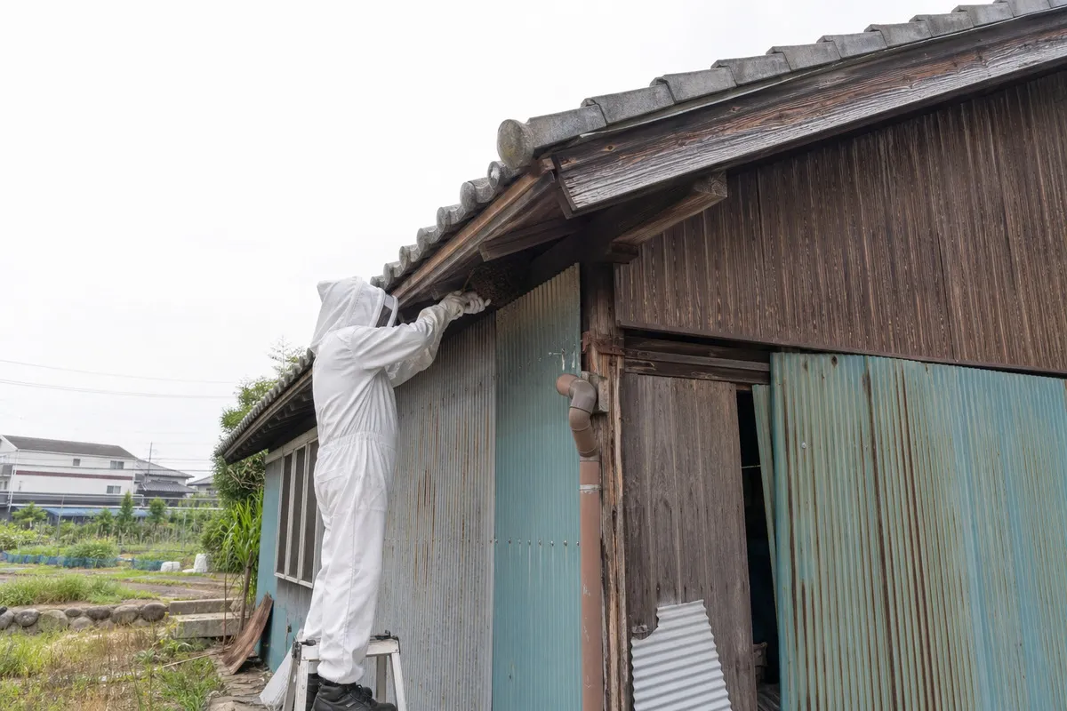名古屋市港区港明の田園農家でミツバチ駆除作業中