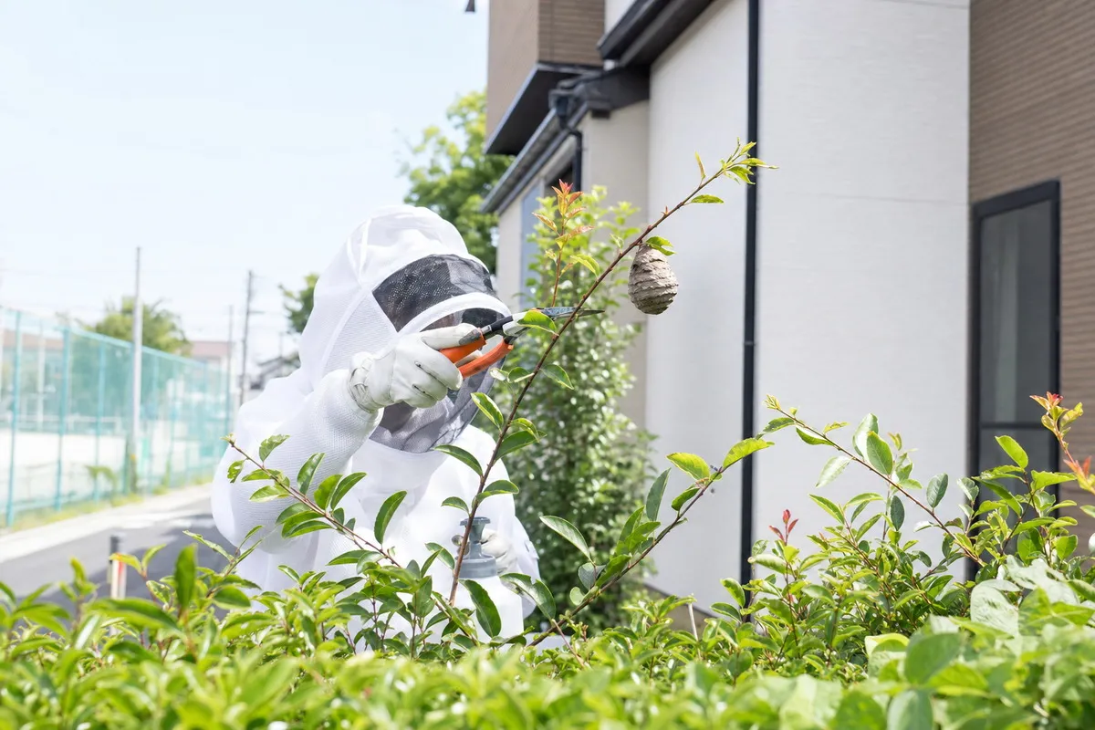 名古屋市港区木場町の小学校近隣住宅でアシナガバチ駆除作業中