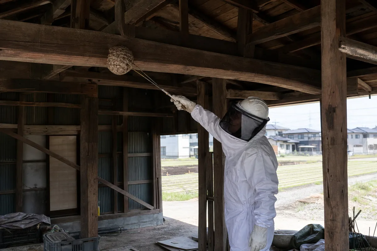 名古屋市港区南陽町の農家納屋でオオスズメバチ駆除作業中