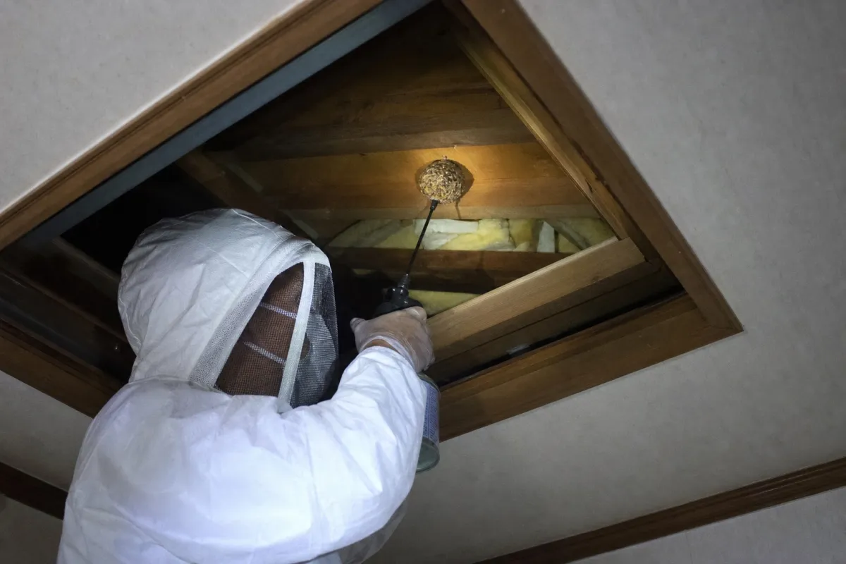名古屋市港区土古町のキイロスズメバチ駆除作業中
