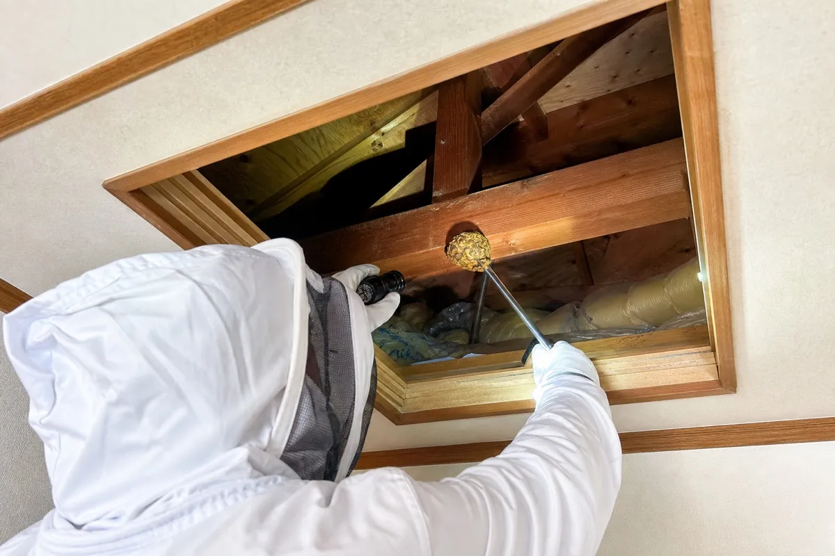 名古屋市瑞穂区瑞穂運動場近隣住宅でキイロスズメバチ駆除作業中