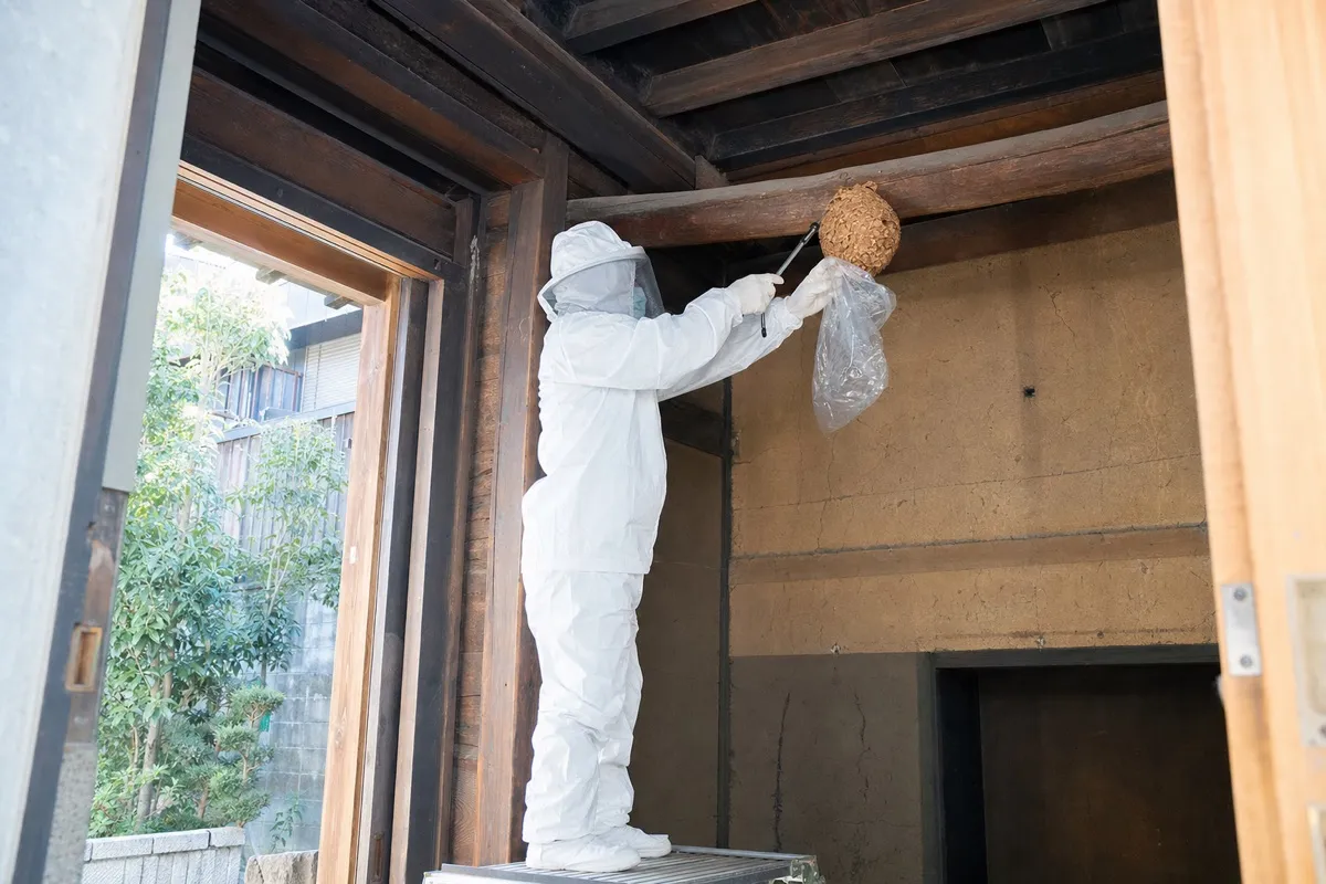 名古屋市瑞穂区妙音通の伝統家屋でオオスズメバチ駆除作業中