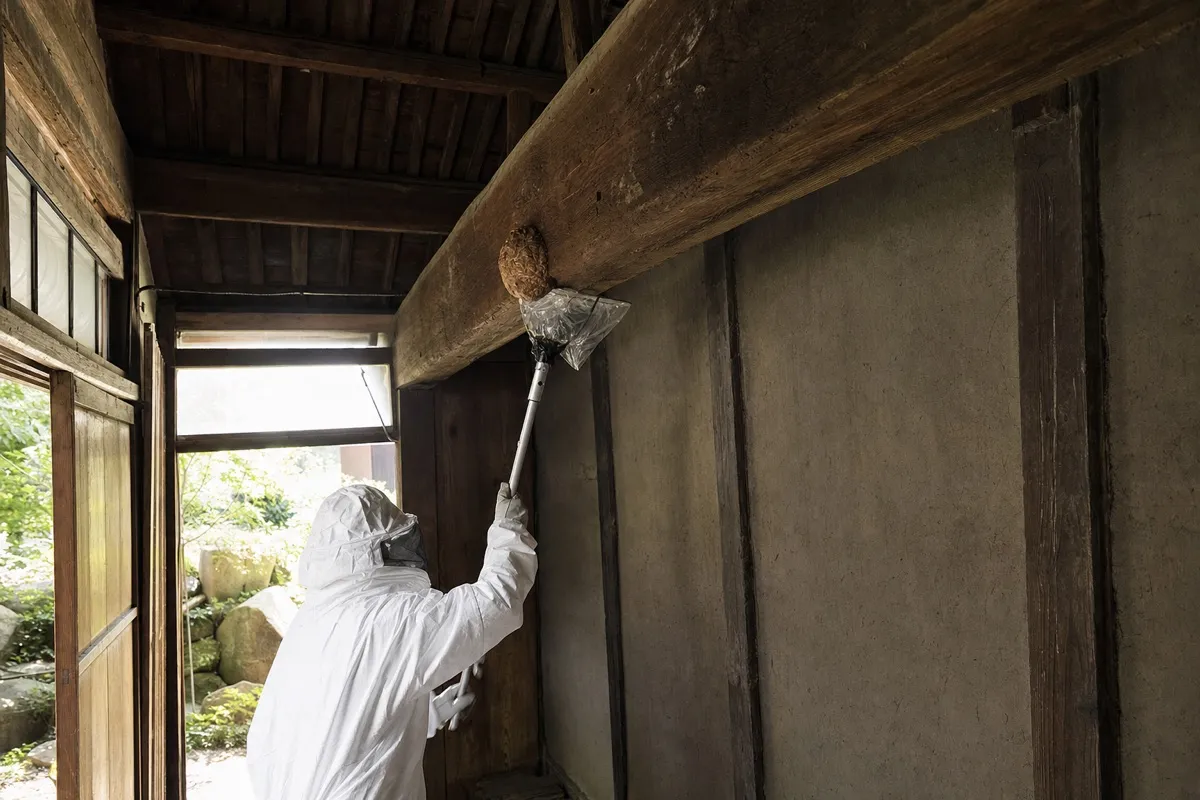 名古屋市瑞穂区堀田通の古民家でオオスズメバチ駆除作業中