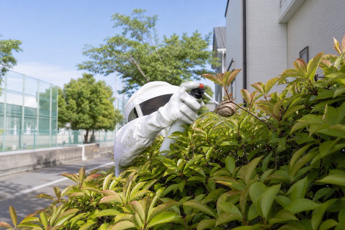 名古屋市瑞穂区洲雲町の小学校近隣住宅でアシナガバチ駆除作業中
