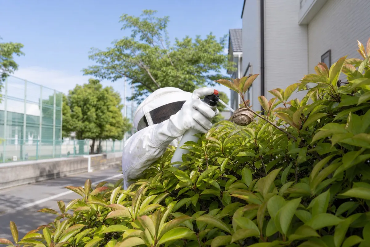 名古屋市瑞穂区洲雲町の小学校近隣住宅でアシナガバチ駆除作業中