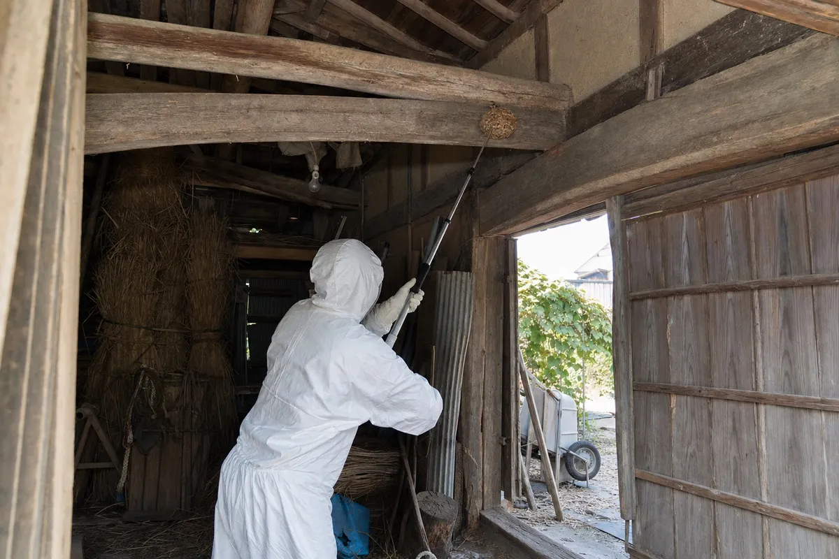 名古屋市瑞穂区彌富通の農家納屋でオオスズメバチ駆除作業中