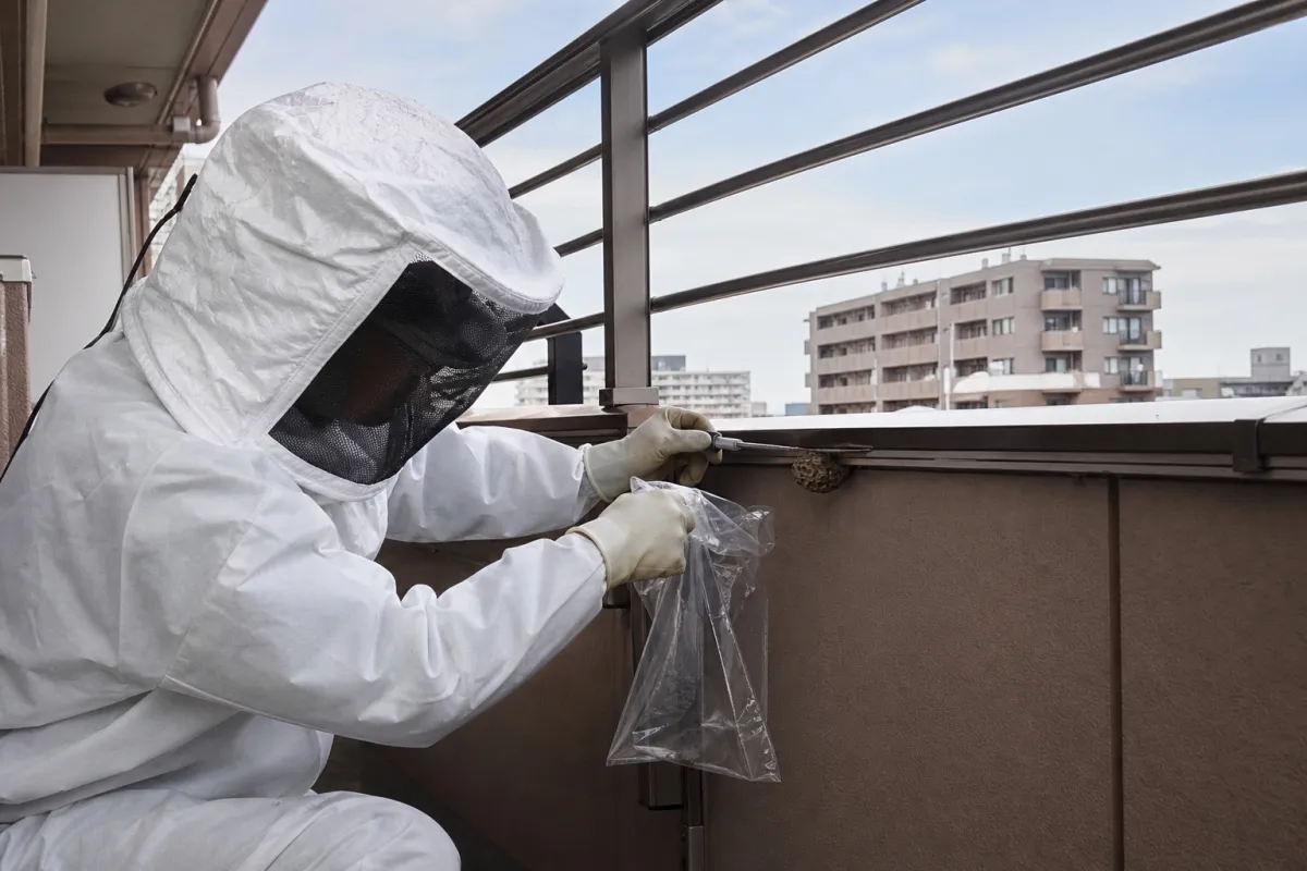 名古屋市瑞穂区神穂町のアシナガバチ駆除作業中