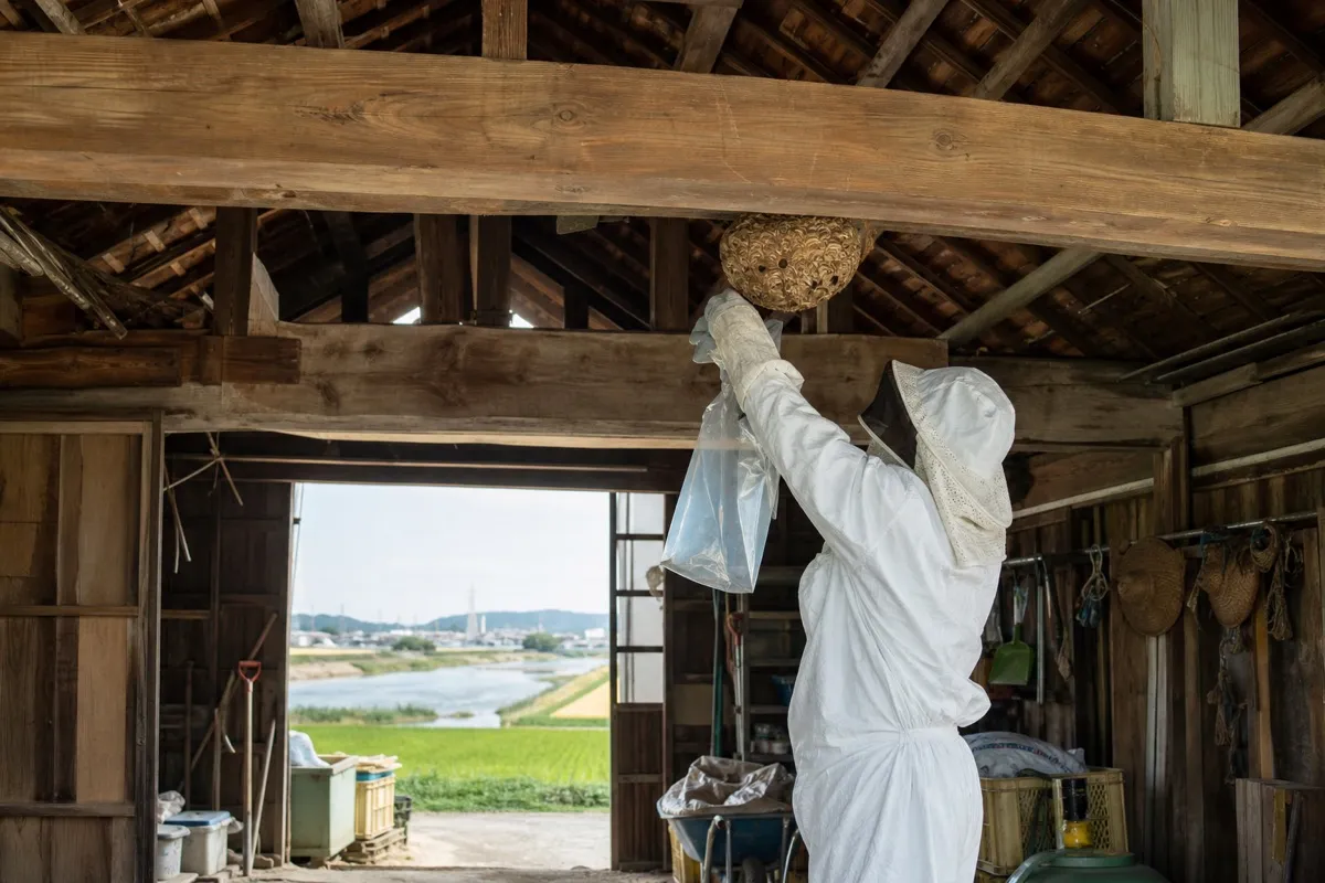 名古屋市守山区下志段味の田園農家納屋でオオスズメバチ駆除作業中