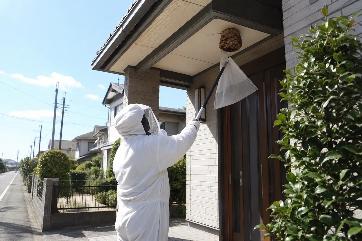 名古屋市守山区廿軒家の住宅街でキイロスズメバチ駆除作業中