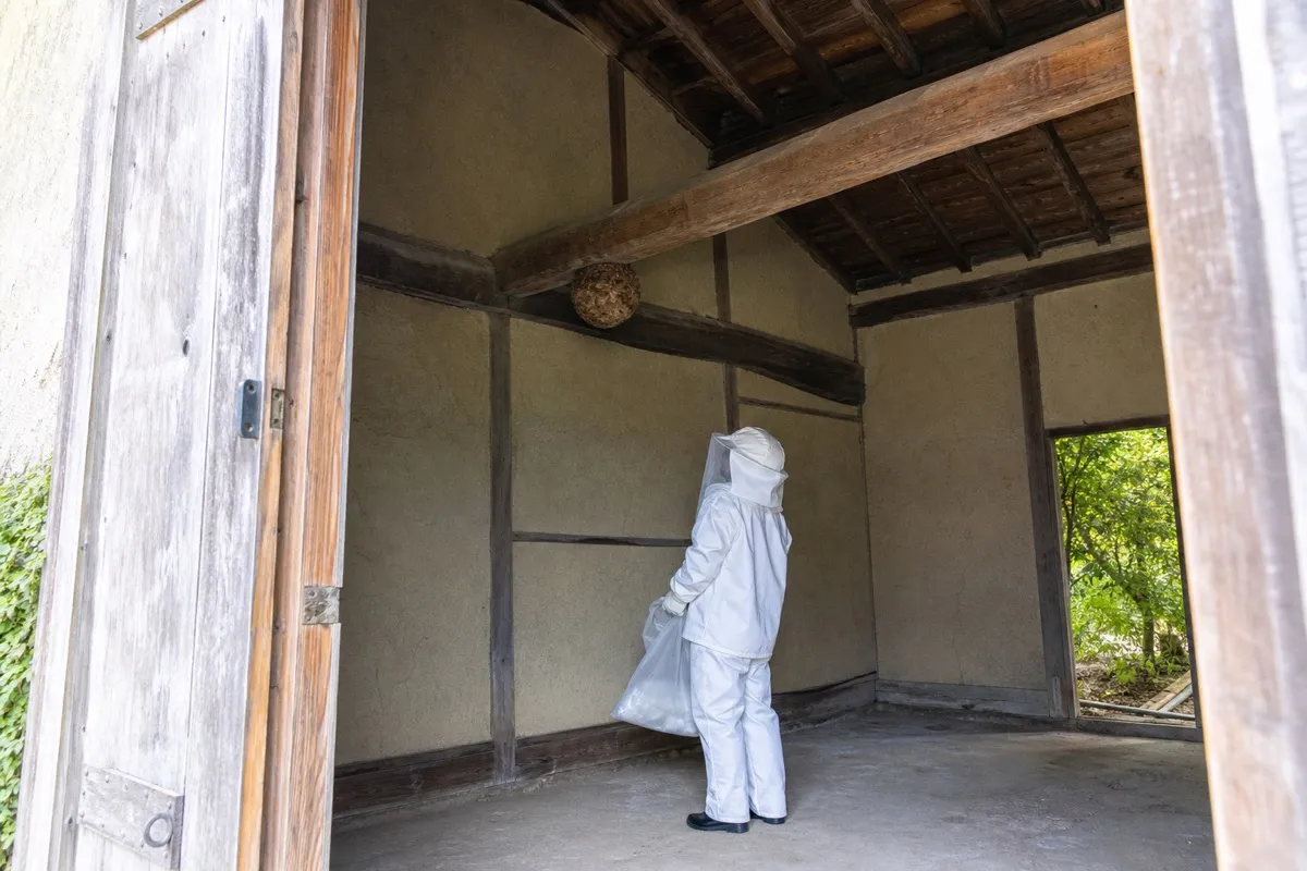 名古屋市守山区川宮町の古民家でオオスズメバチ駆除作業中