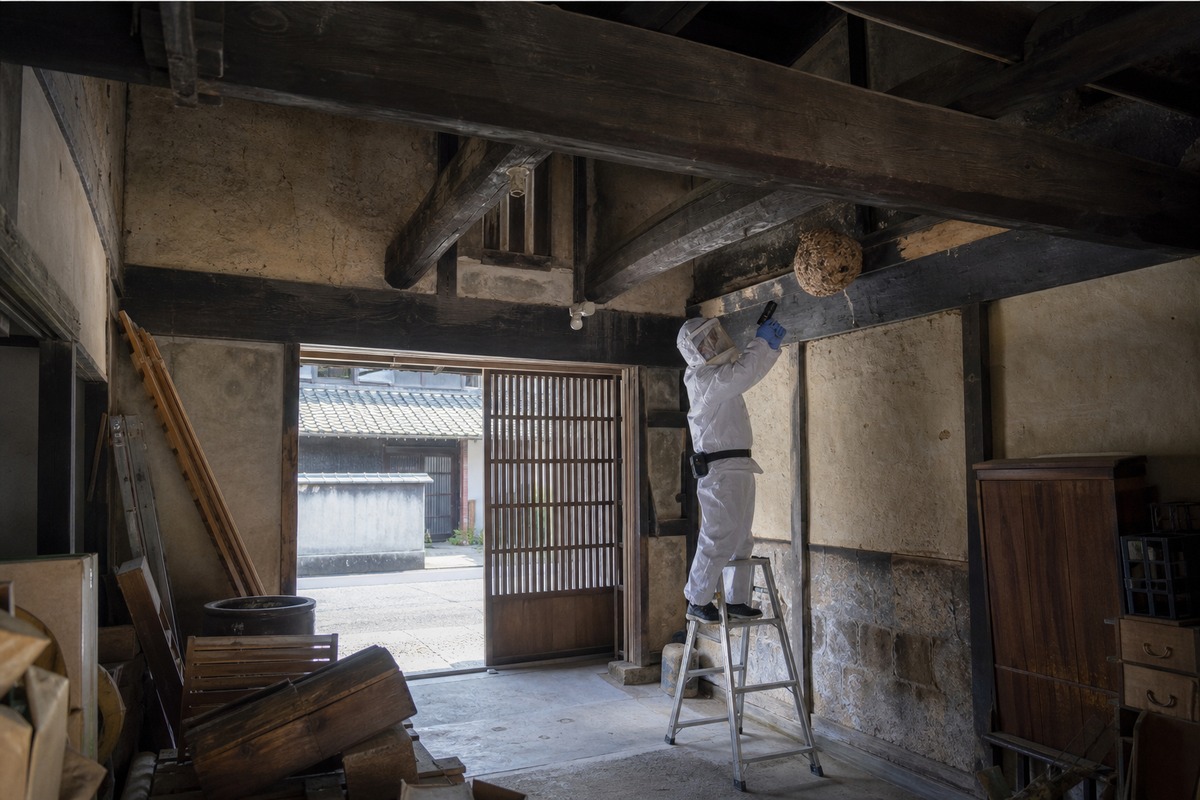 名古屋市中区丸の内の伝統家屋でオオスズメバチ駆除作業中