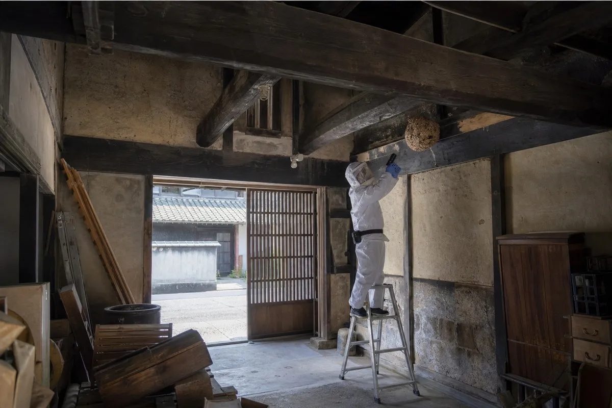名古屋市中区丸の内の伝統家屋でオオスズメバチ駆除作業中
