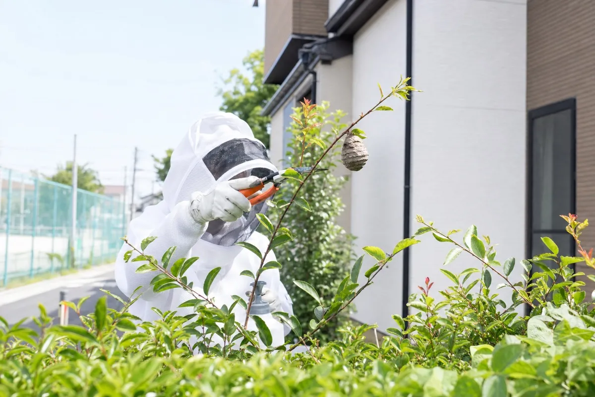 名古屋市中区松原の小学校近隣住宅でアシナガバチ駆除作業中