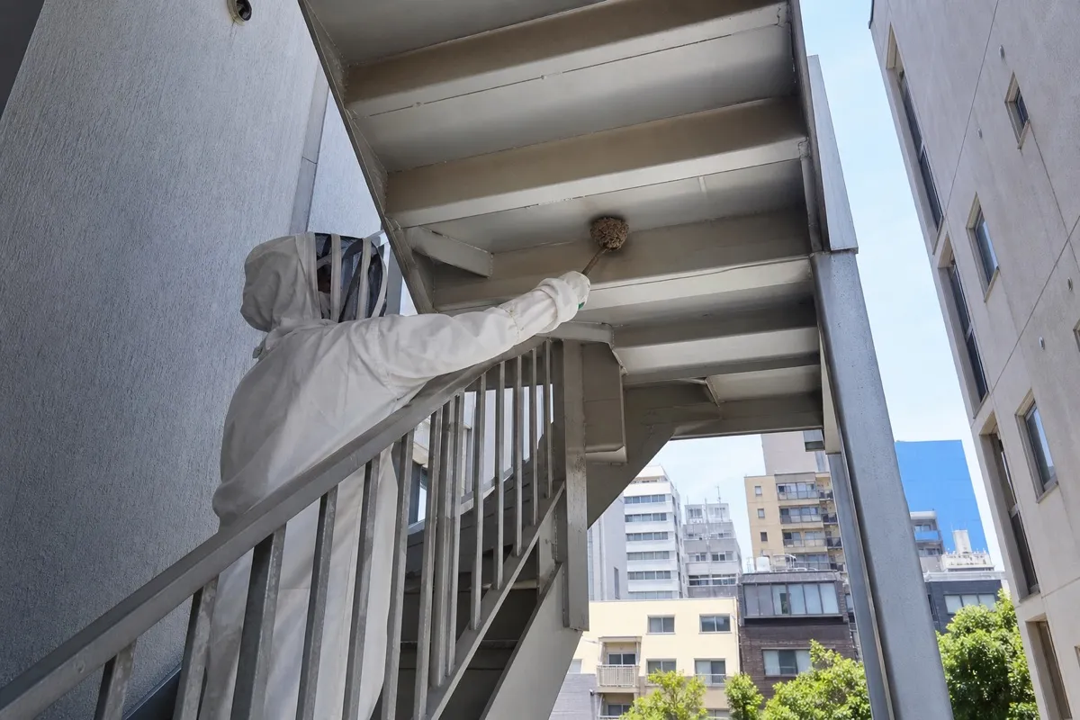 名古屋市中区錦のアパートでアシナガバチ駆除作業中