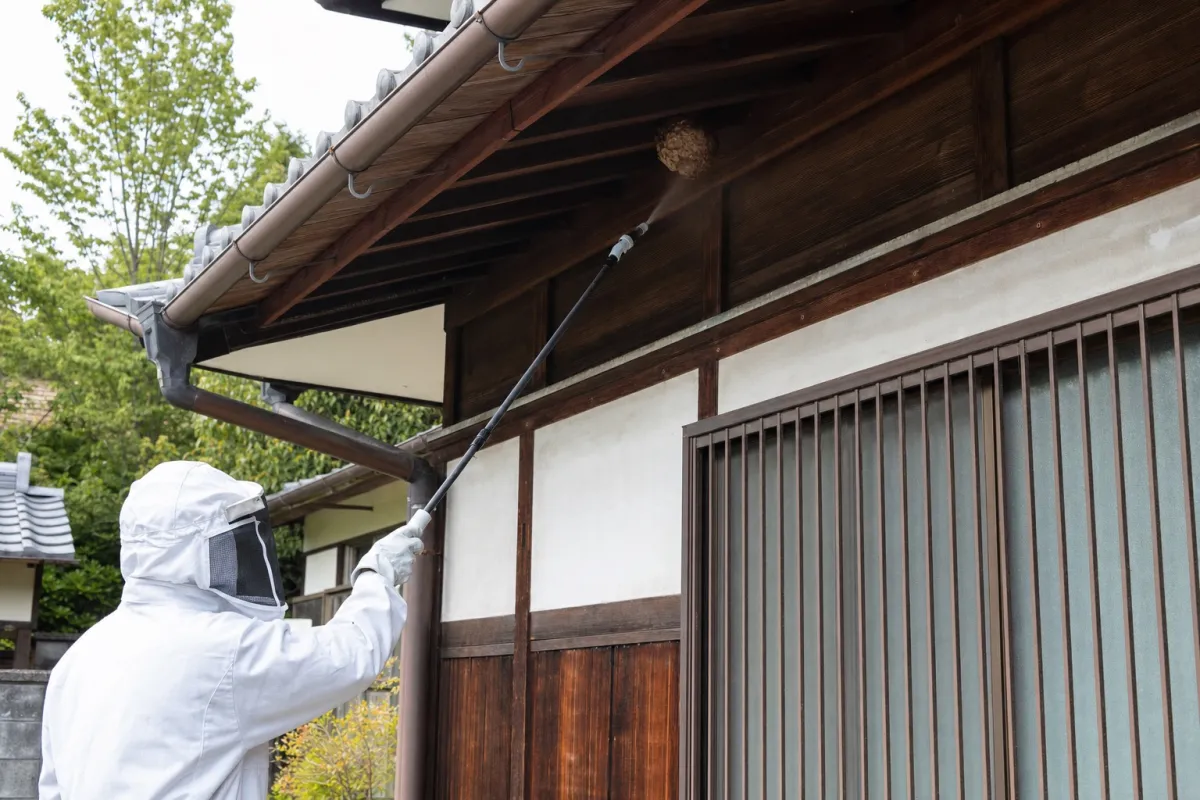 名古屋市中区千代田のスズメバチ駆除作業中