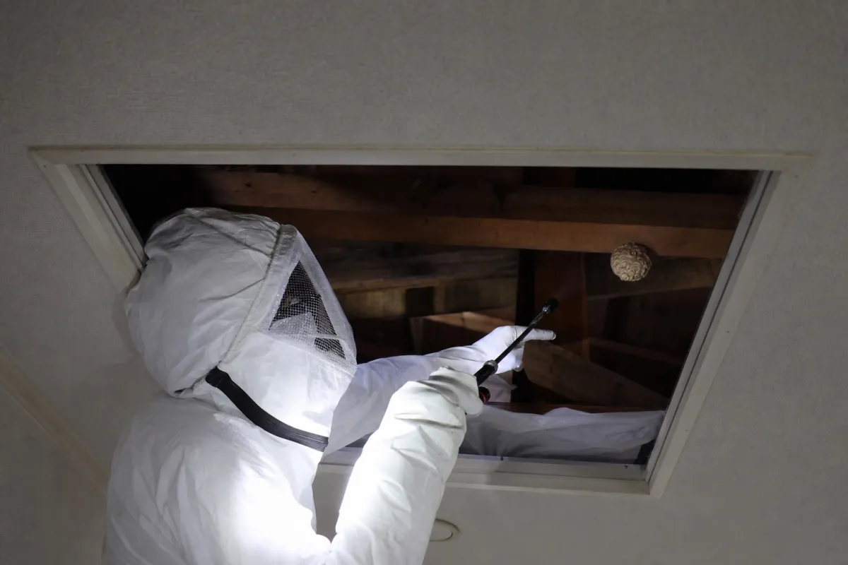 名古屋市中区日置通のキイロスズメバチ駆除作業中