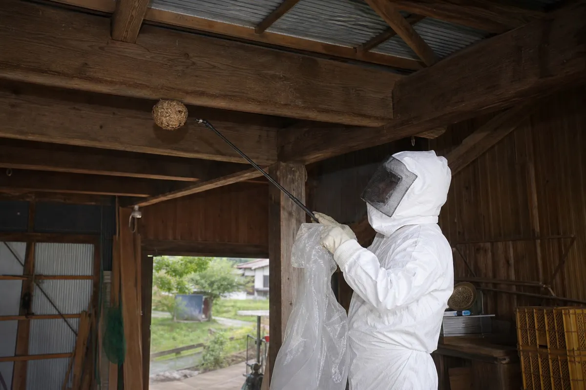 名古屋市中区古渡町のオオスズメバチ駆除作業中