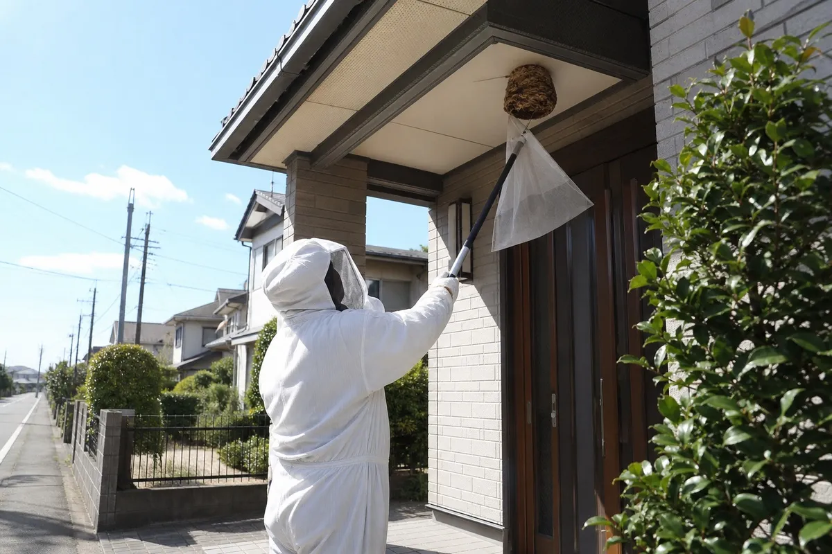 名古屋市中川区松葉の住宅街でキイロスズメバチ駆除作業中