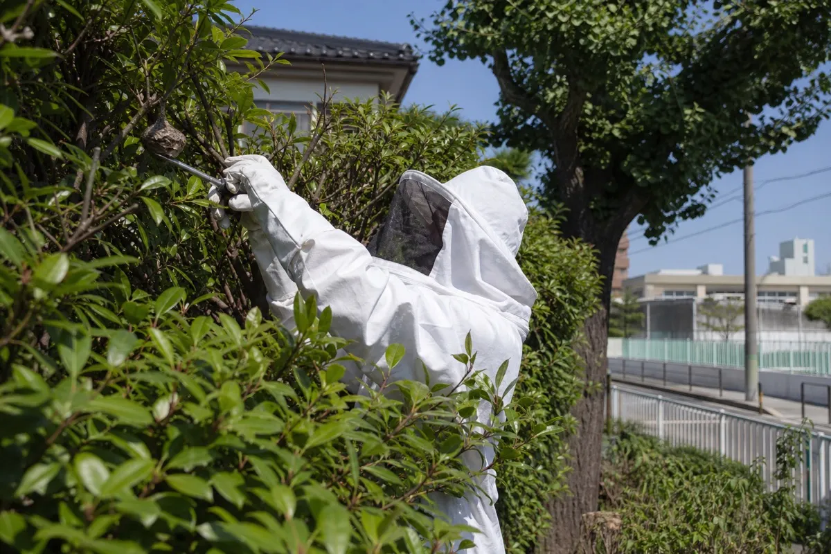 名古屋市中川区高畑の小学校近隣住宅でアシナガバチ駆除作業中