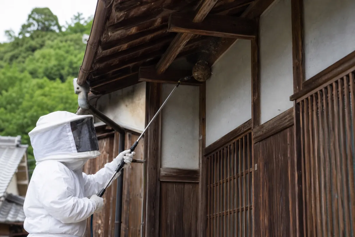 名古屋市中川区昭和橋通のスズメバチ駆除作業中