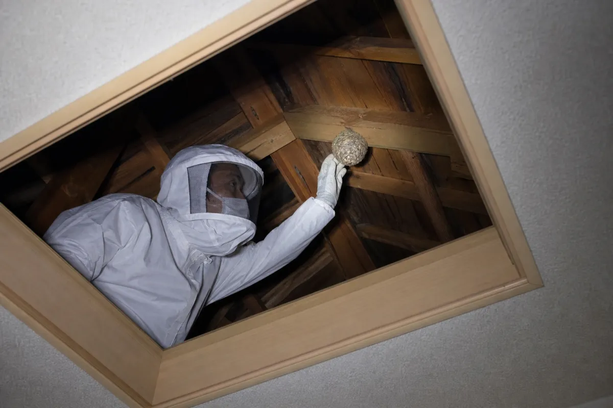 名古屋市中川区荒子のキイロスズメバチ駆除作業中