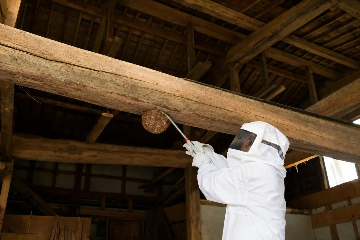 名古屋市中川区富田町のオオスズメバチ駆除作業中
