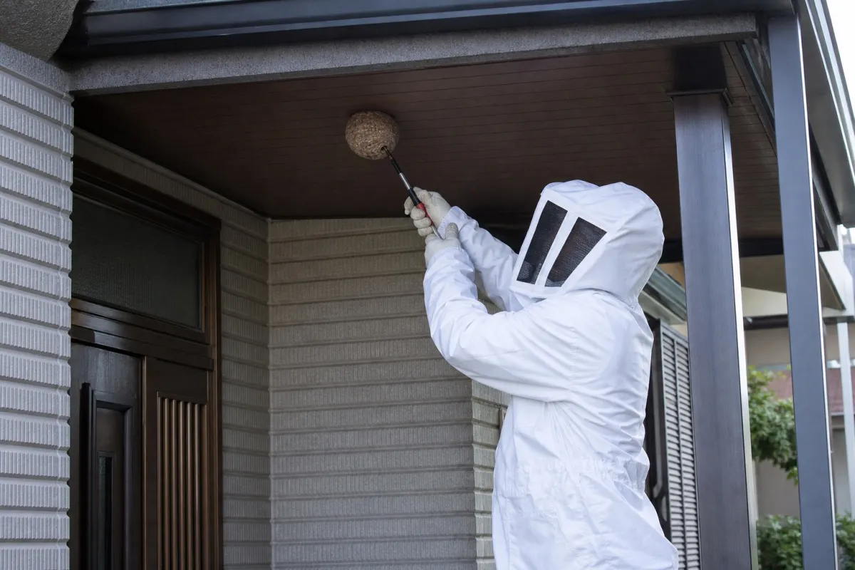 名古屋市中川区松葉町のスズメバチ駆除作業中