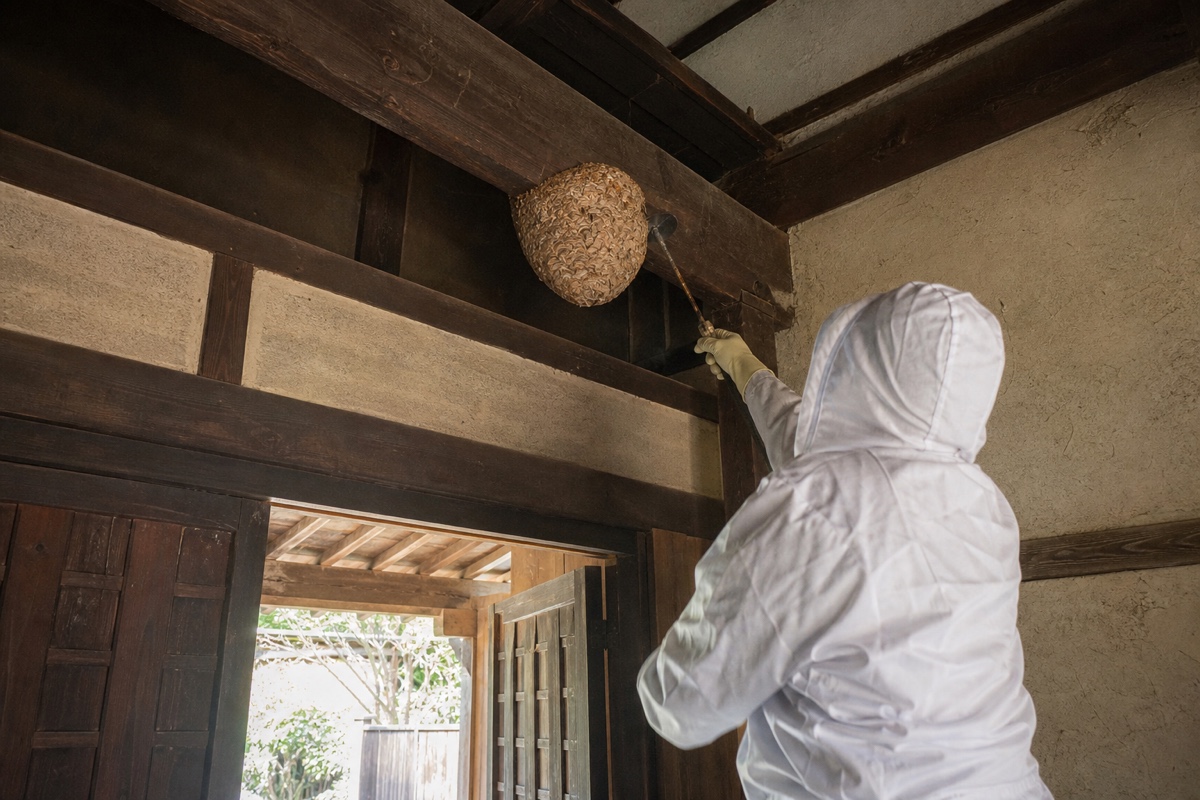 名古屋市中村区大宮町の古民家でオオスズメバチ駆除作業中
