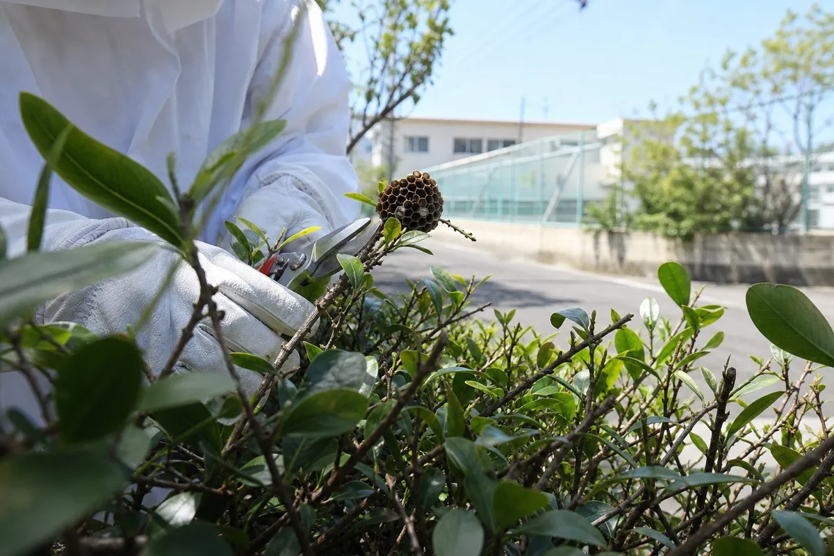 名古屋市中村区岩塚の小学校近隣住宅でアシナガバチ駆除作業中