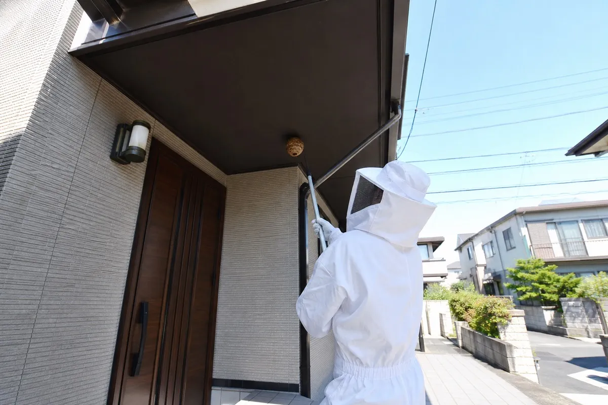 名古屋市中村区太閤の住宅街でキイロスズメバチ駆除作業中