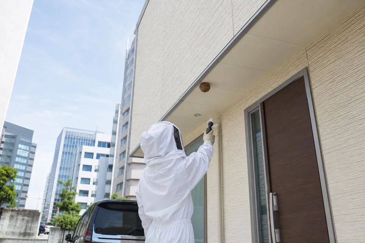 名古屋市中村区椿町の新築住宅でスズメバチ駆除作業中