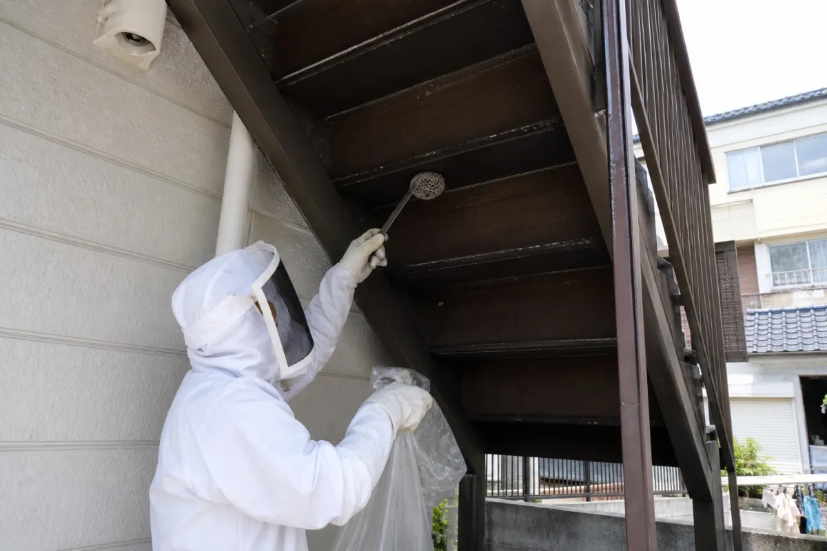 名古屋市中村区井深町のアシナガバチ駆除作業中