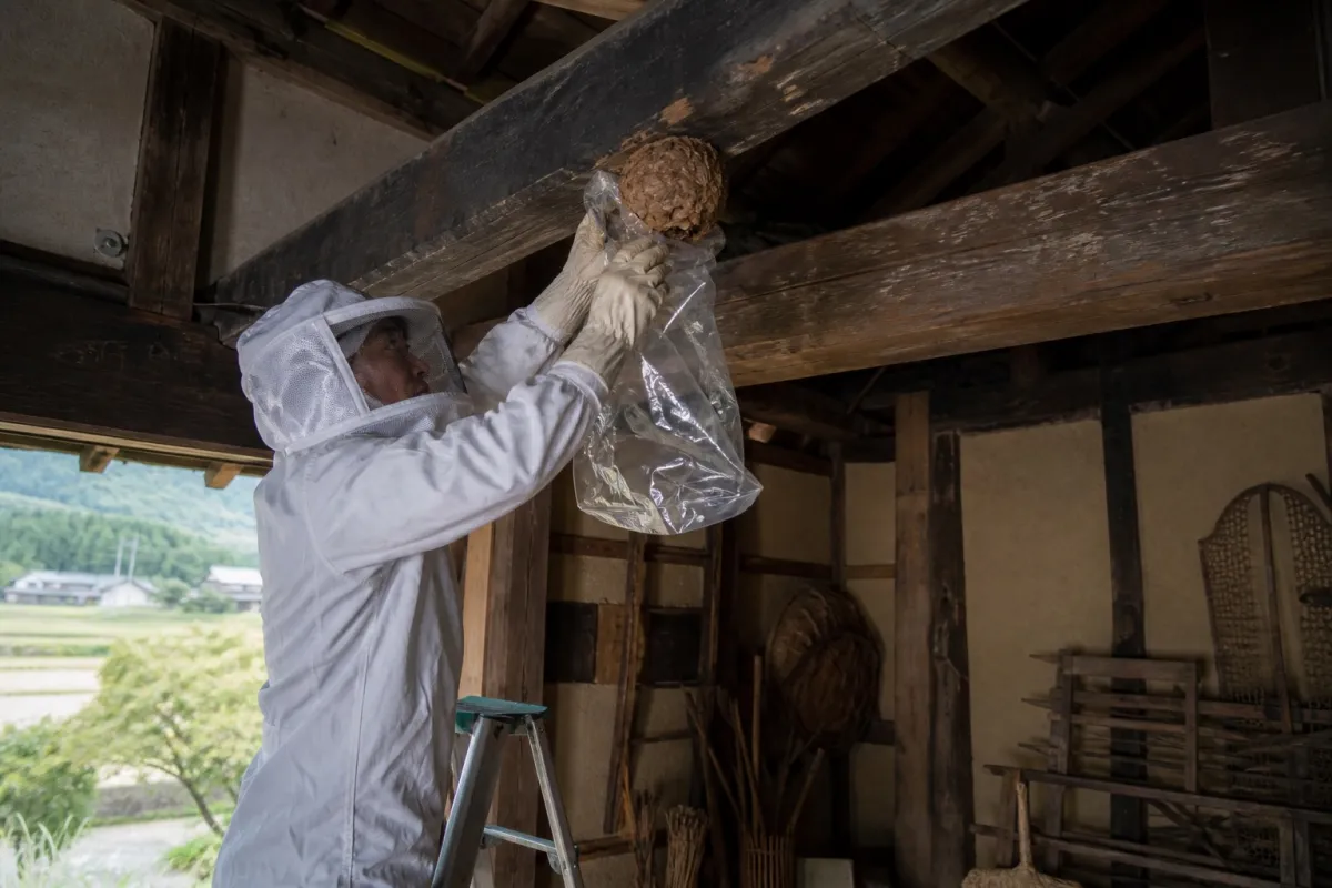 名古屋市中村区岩上町のオオスズメバチ駆除作業中
