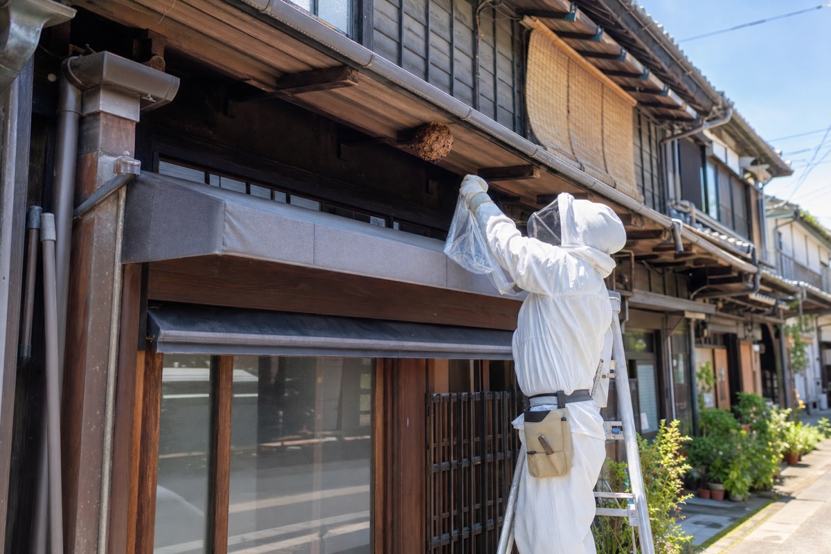 名古屋市西区那古野の下町住宅でスズメバチ駆除作業中