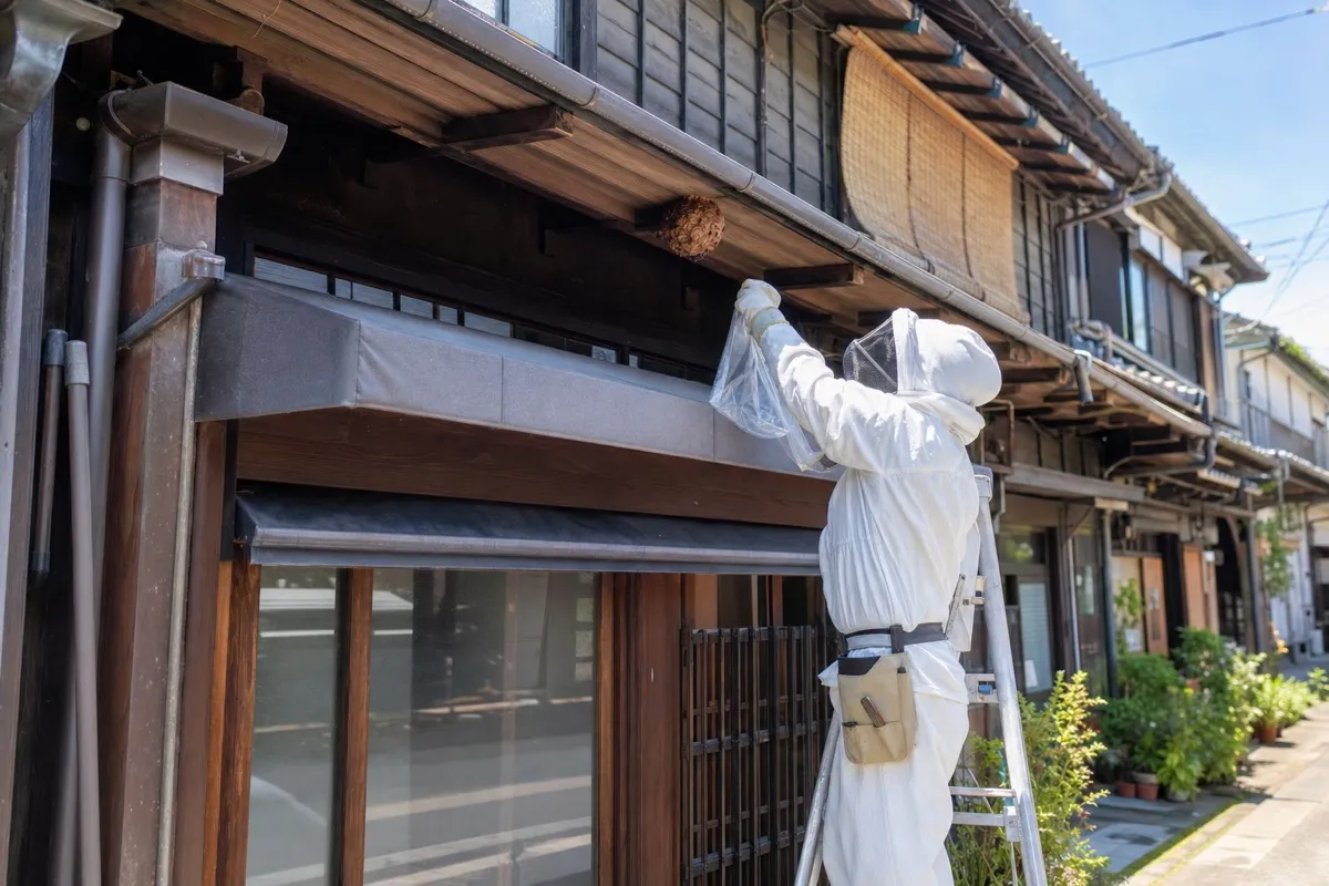 名古屋市西区那古野の下町住宅でスズメバチ駆除作業中
