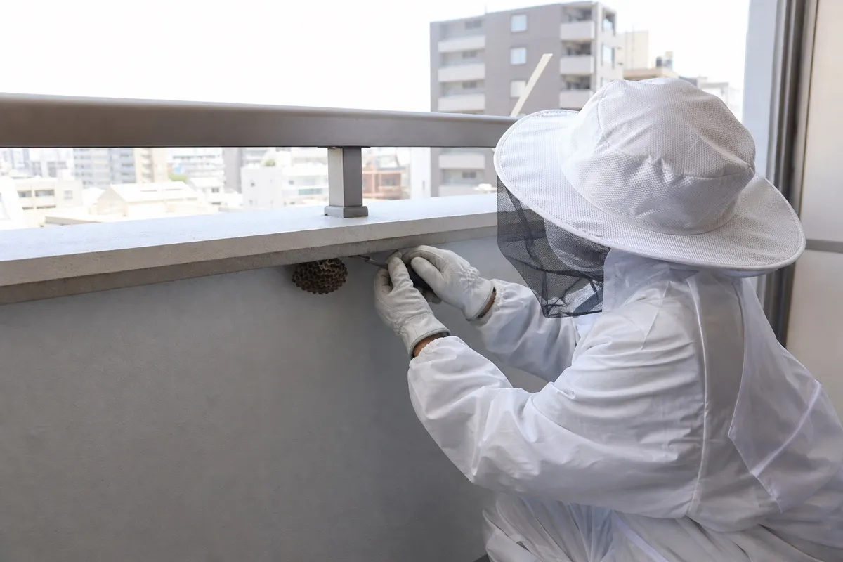 名古屋市西区浄心の分譲マンションでアシナガバチ駆除作業中