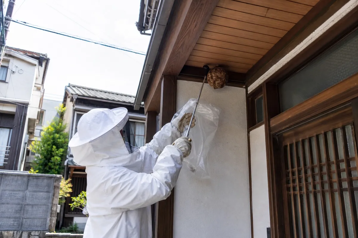 名古屋市西区幅下の住宅街でキイロスズメバチ駆除作業中