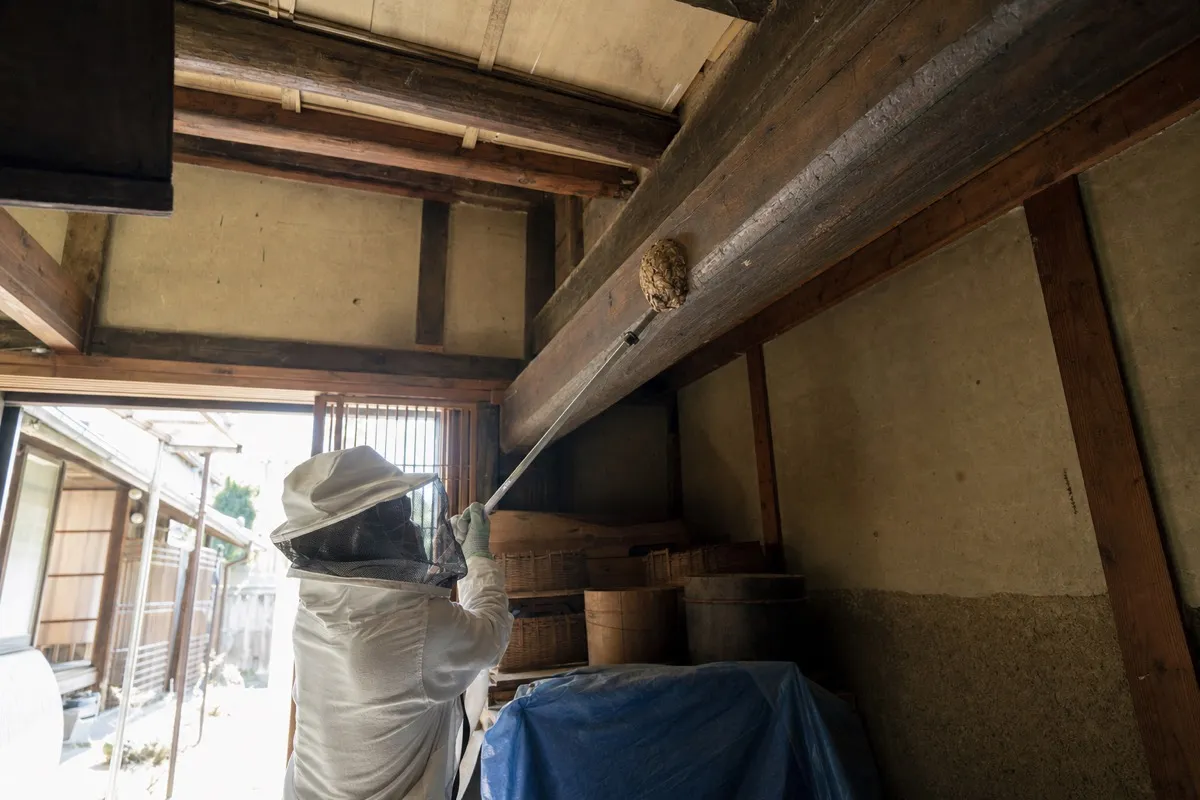 名古屋市西区菊井の古民家でオオスズメバチ駆除作業中