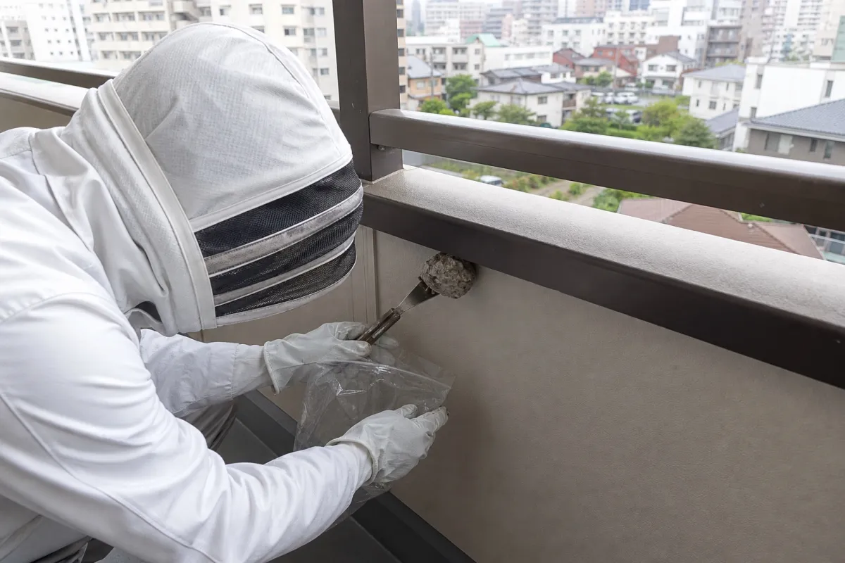 名古屋市西区香呑町のアシナガバチ駆除作業中