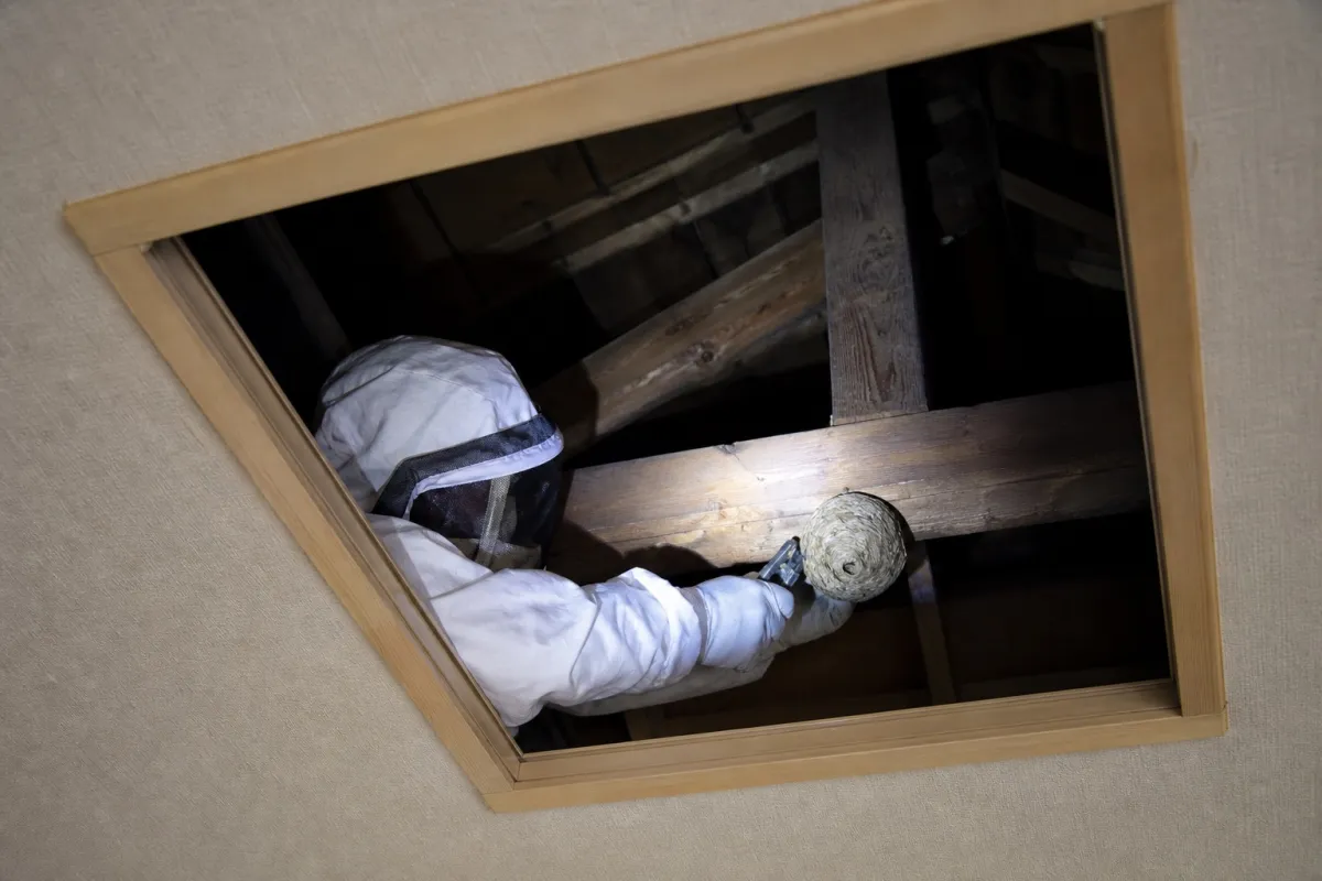 名古屋市西区大野木のキイロスズメバチ駆除作業中