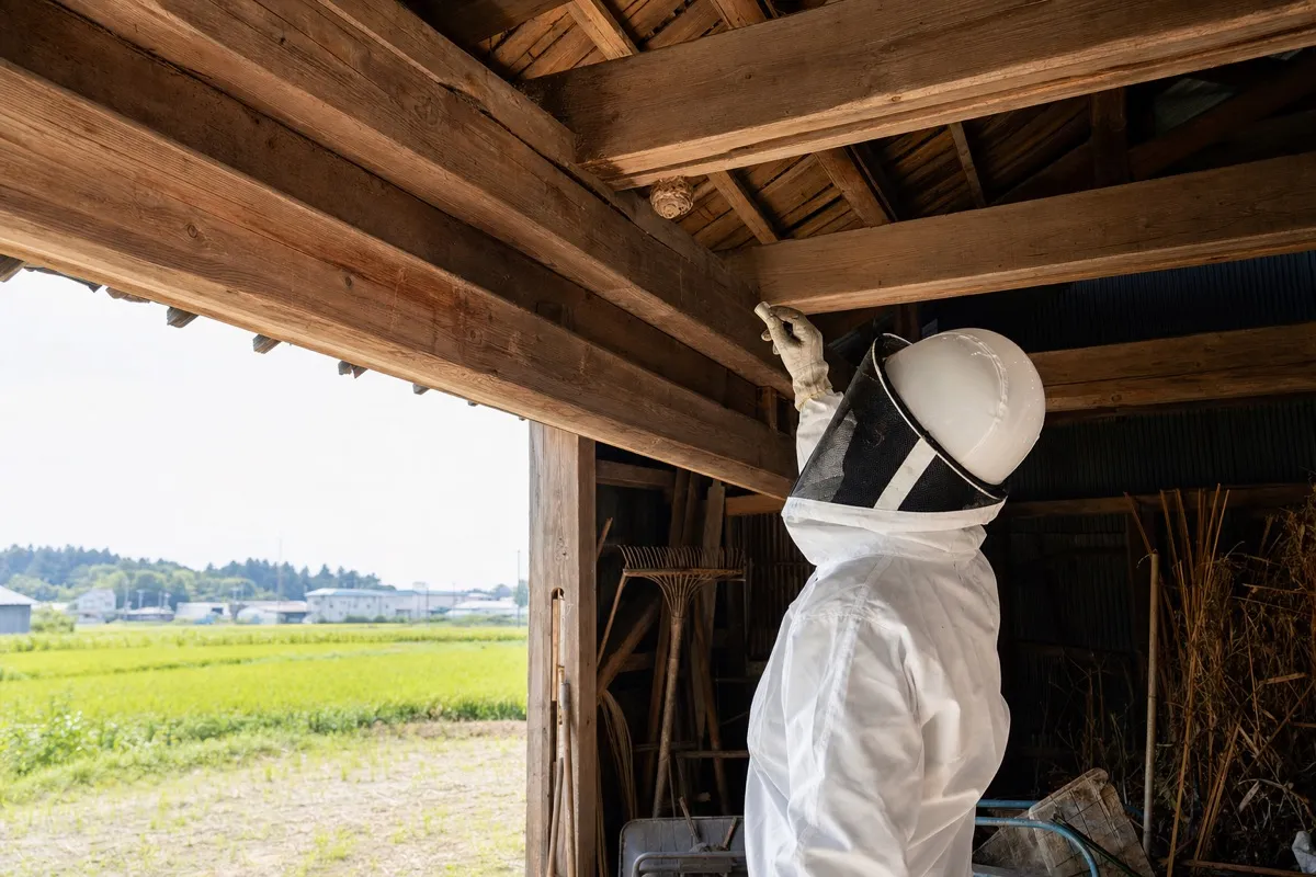名古屋市昭和区興進町の農家納屋でオオスズメバチ駆除作業中