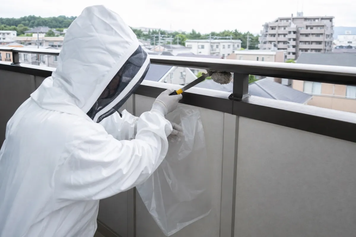 名古屋市昭和区阿由知通のアシナガバチ駆除作業中